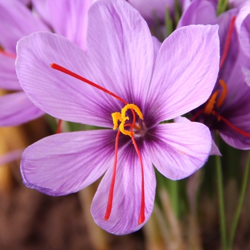 Actually, You Can Grow Saffron at Home