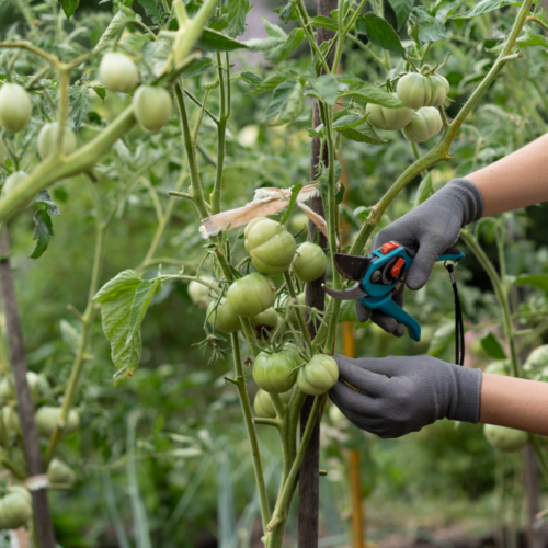 All the Ways You Can Extend Your Tomato Harvest