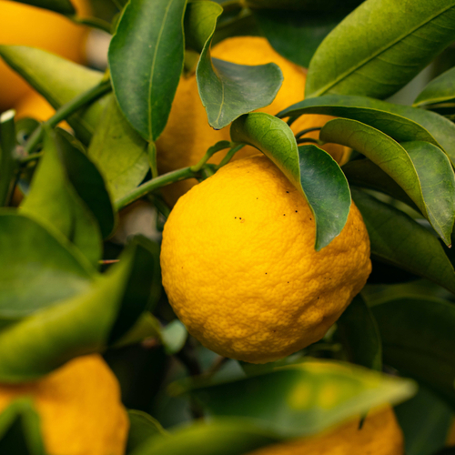 You Should Prepare Your Citrus Trees Now for Winter