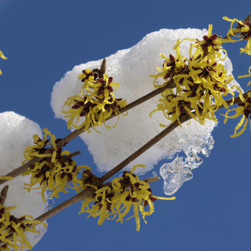 Plant These Colorful Winter Shrubs Now