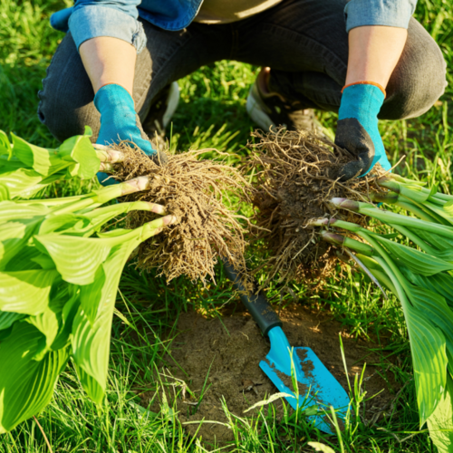 How to Divide Your Perennials for Fall