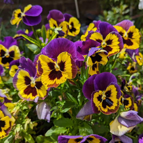 All the Annuals Worth Planting Right Now for Fall