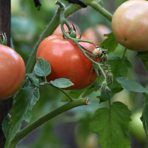 You Can Still Plant These Crops After Tomato Season