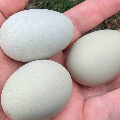 How to Care for Your Chickens When They Start Laying Eggs