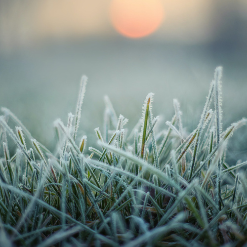 How to Prepare Your Yard for the First Frost