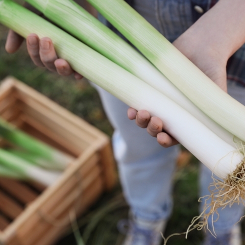 It's Time to Plant Leeks and Onions