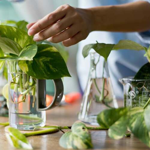 15 of the Easiest Plants to Propagate