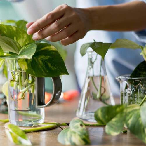 15 of the Easiest Plants to Propagate